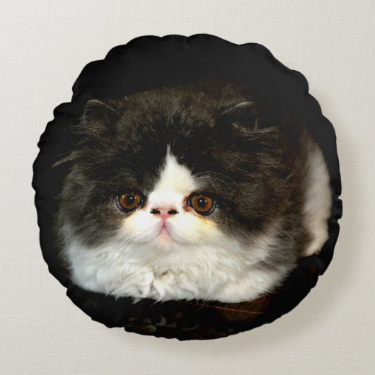 可愛い白黒子猫ラグドール写真 ラウンドクッション (正面)