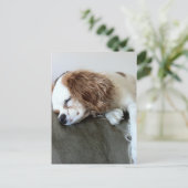 可愛い眠るスパニエル犬ドッグパーソナライズされたギフト ポストカード (スタンド正面)