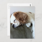 可愛い眠るスパニエル犬ドッグパーソナライズされたギフト ポストカード (正面/裏面)