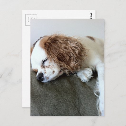 可愛い眠るスパニエル犬ドッグパーソナライズされたギフト ポストカード (正面/裏面)