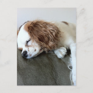 可愛い眠るスパニエル犬ドッグパーソナライズされたギフト ポストカード