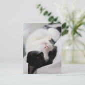 可愛い眠る猫tomcat顔スリープ ポストカード (スタンド正面)