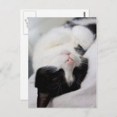 可愛い眠る猫tomcat顔スリープ ポストカード (正面/裏面)