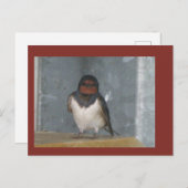 可愛い納屋ツバメお客を閉じる。DIYはがき ポストカード (正面/裏面)