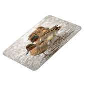 可愛い緑の羽の付いたティール（緑がかった色） マグネット (左側)