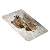 可愛い緑の羽の付いたティール（緑がかった色） マグネット (右側)