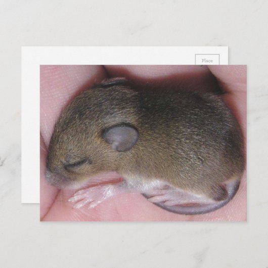 可愛い耳を持つ小さなベビーマウスが巻き上げて眠る ポストカード (正面/裏面)