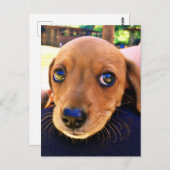 可愛い茶色のダックシュント子犬 ポストカード (正面/裏面)