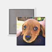 可愛い茶色のダックシュント子犬 マグネット (正面/裏面)