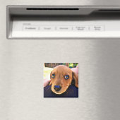 可愛い茶色のダックシュント子犬 マグネット (インサイチュ (食洗機))