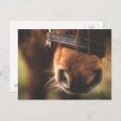 可愛い茶色の馬鼻 ポストカード (正面/裏面)