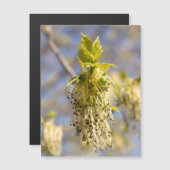 可愛い葉春写真 (正面/裏面)