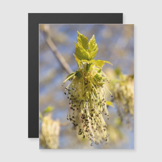 可愛い葉春写真 (正面/裏面)