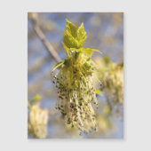 可愛い葉春写真 (正面)