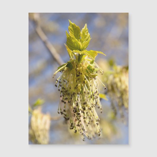 可愛い葉春写真 (正面)