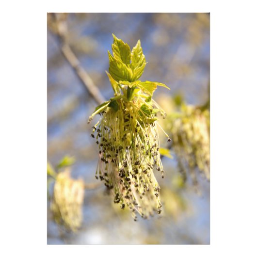 可愛い葉春写真 フォトプリント            (正面)