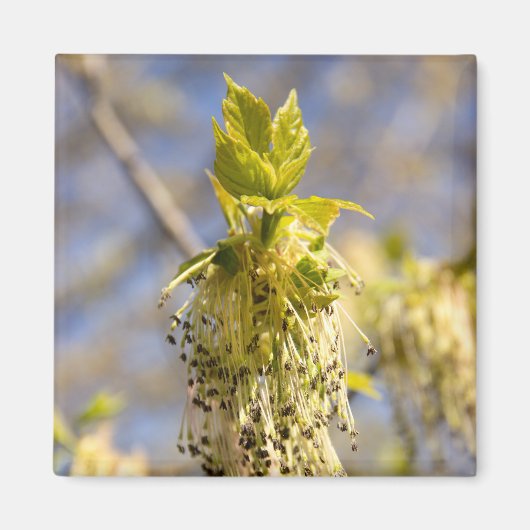 可愛い葉春写真 マグネット (正面)