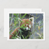 可愛い見る赤いパンダDIYはがき ポストカード (正面/裏面)