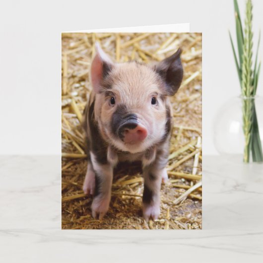 可愛い豚ピゲすべての行事グリーティングカード シーズンカード (正面)