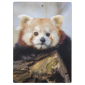 可愛い赤いパ恋しく思ンダ クリップボード (裏面)