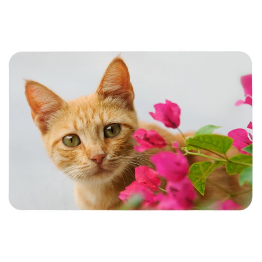 可愛い赤い虎猫の子猫が見てる。 マグネット (横)