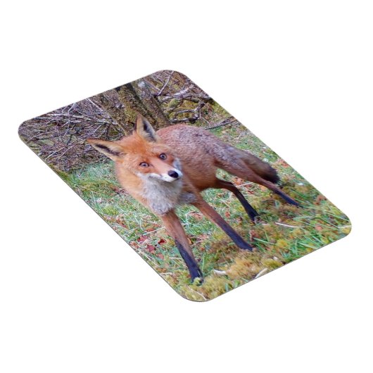 可愛い赤キツネ縦フレキシフォトマグネット マグネット (右側)