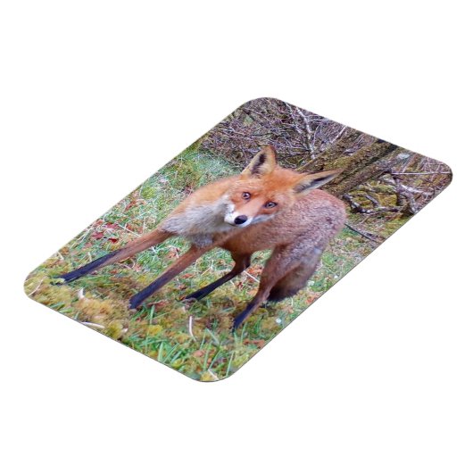 可愛い赤キツネ縦フレキシフォトマグネット マグネット (左側)