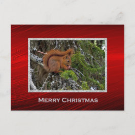 可愛い赤リスの松の写真クリスマス ポストカード