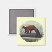 可愛い赤毛キツネザル赤毛白首 マグネット (正面/裏面)