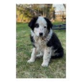 可愛い野良犬 ポスター (正面)