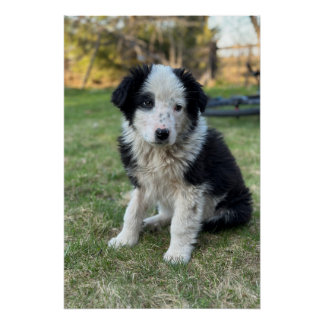 可愛い野良犬 ポスター