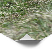 可愛い野良犬 ポスター (コーナー)