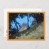 可愛い長いフクロウ2枚DIYはがき シーズンポストカード (正面/裏面)