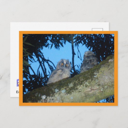 可愛い長いフクロウ2枚DIYはがき シーズンポストカード (正面/裏面)