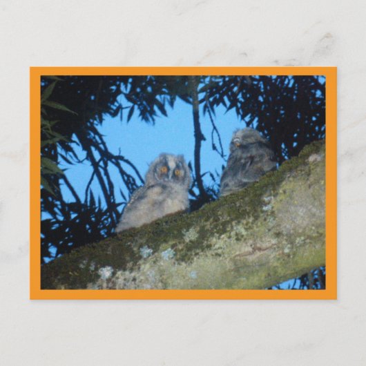 可愛い長いフクロウ2枚DIYはがき シーズンポストカード (正面)