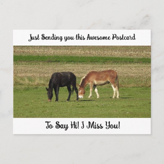 可愛い馬"私恋しく思よ"ことわざハイポストカード ポストカード (正面)