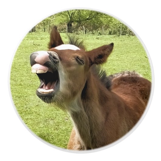 可愛い鳥 セラミックノブ (正面)