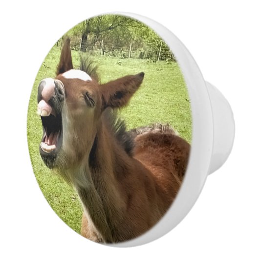 可愛い鳥 セラミックノブ (右)