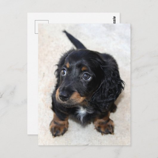 可愛い黒のダックシュント子犬 ポストカード (正面/裏面)
