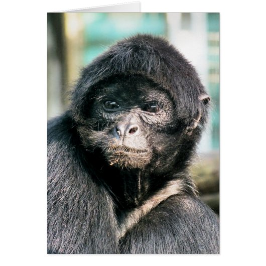 可愛い黒スパイダーモンキーヤード (正面)