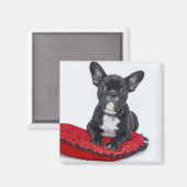 可愛い黒ブルドッグパピカスタマイズ マグネット (正面/裏面)