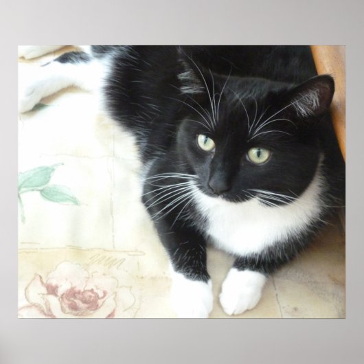 可愛い黒猫 ポスター (正面)
