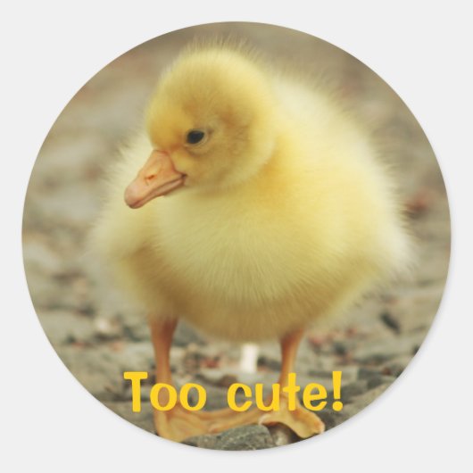 可愛い! ラウンドシール (正面)