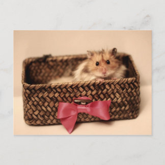 可愛いPetL0veはがき ポストカード