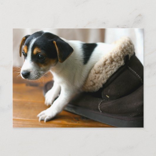 可愛いUgg Puppyはがき(Jack Russell Terrier) ポストカード (正面)