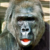 可愛おもしろいいゴリラ カード