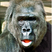 可愛おもしろいいゴリラ ゴルフボール