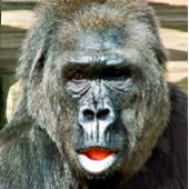 可愛おもしろいいゴリラ スクエア壁時計