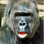 可愛おもしろいいゴリラ ハンドファン