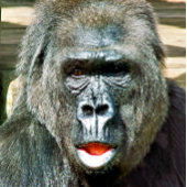 可愛おもしろいいゴリラ ピックルボールラケット